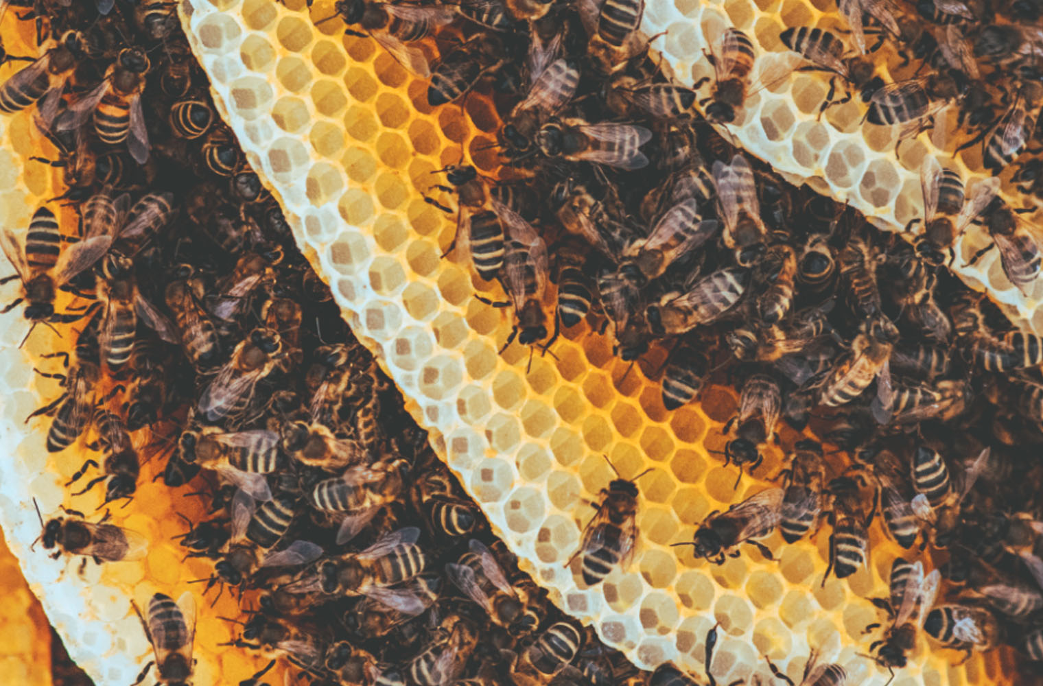 Včelí vosk, ako sa vyrába, na čo je, čo robí v kozmetike a vo sviečkach